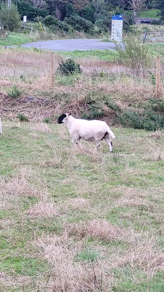 20 Black face sheep - Image 3