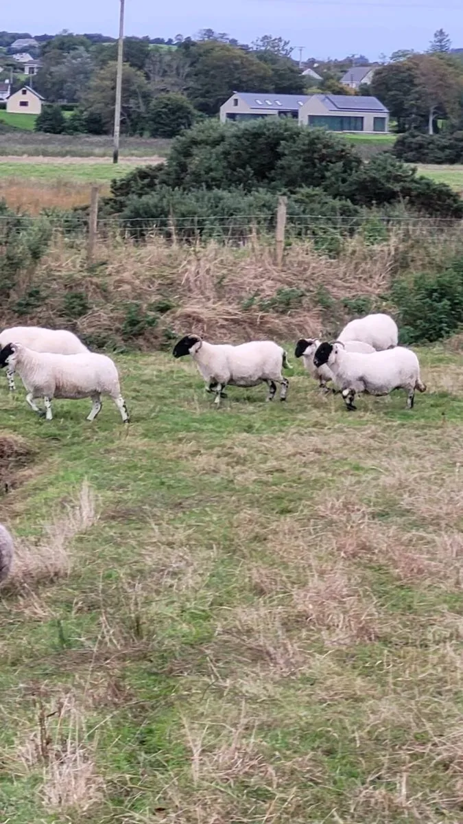 20 Black face sheep - Image 2