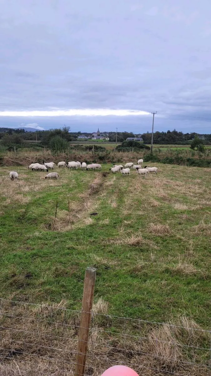20 Black face sheep - Image 1