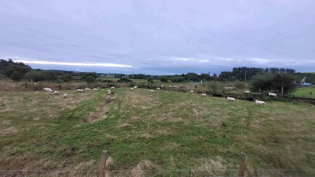 20 Black face sheep - Image 4