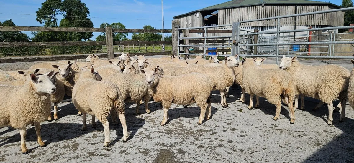 Ewe Lambs - Image 1