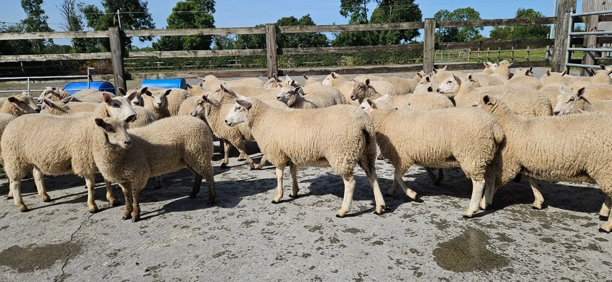 Ewe Lambs - Image 2