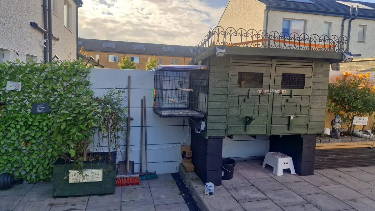 Pigeon loft// avairies/parrots /birds - Image 3