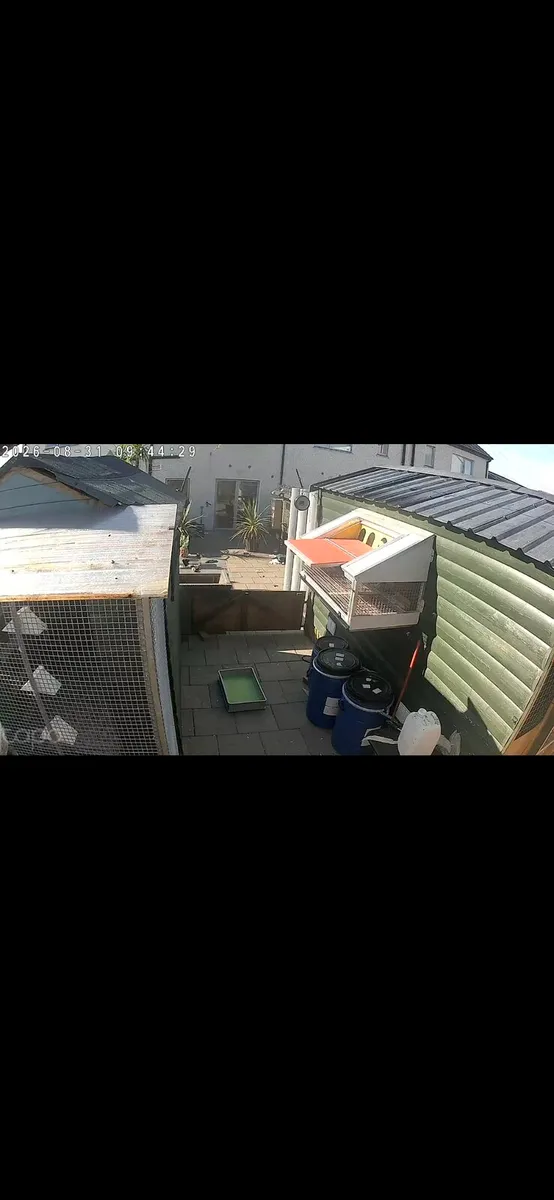 Pigeon loft// avairies/parrots /birds - Image 4