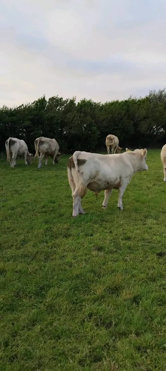 Yearling bulls - Image 1