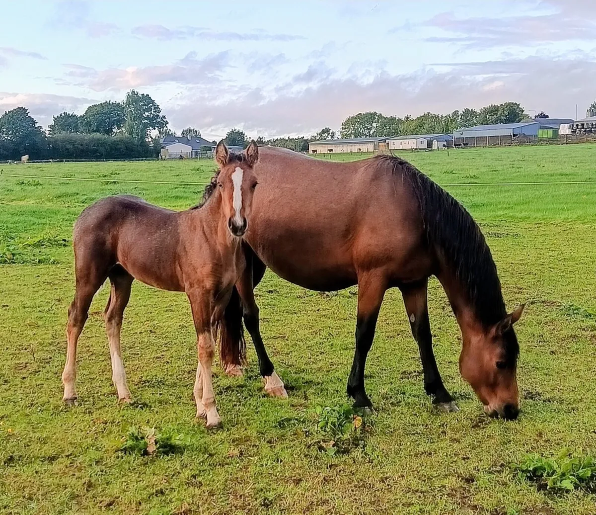 PONY MARE IN FOAL AND FOAL AT FOOT - Image 1
