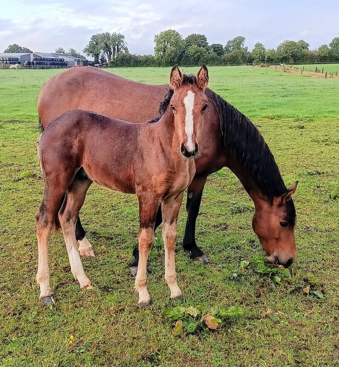 PONY MARE IN FOAL AND FOAL AT FOOT - Image 2