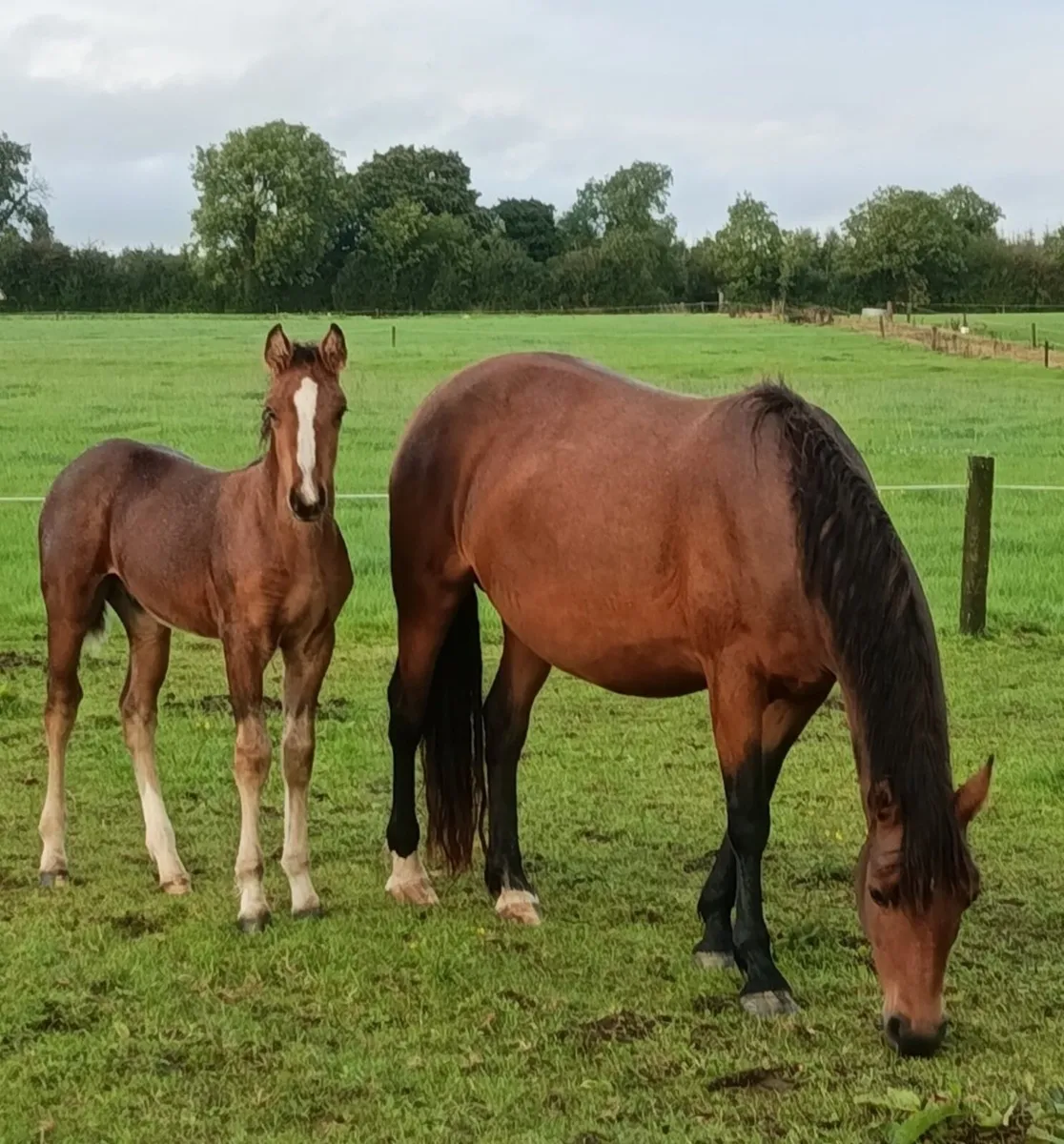 PONY MARE IN FOAL AND FOAL AT FOOT - Image 3