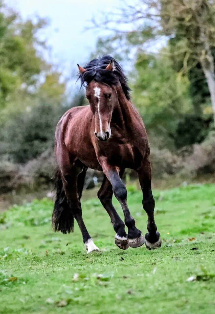 PONY MARE IN FOAL AND FOAL AT FOOT - Image 4