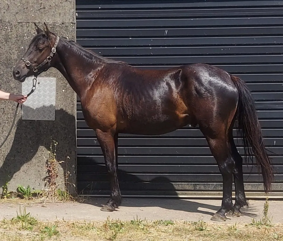 quality 3yr old pony bred to jump - Image 2