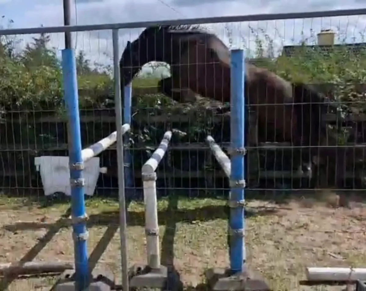 quality 3yr old pony bred to jump - Image 3