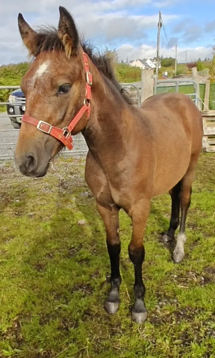 Connemara Foals - Image 1