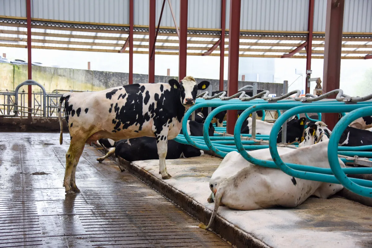 Teemore Engineering  Cow Cubicles - Image 2