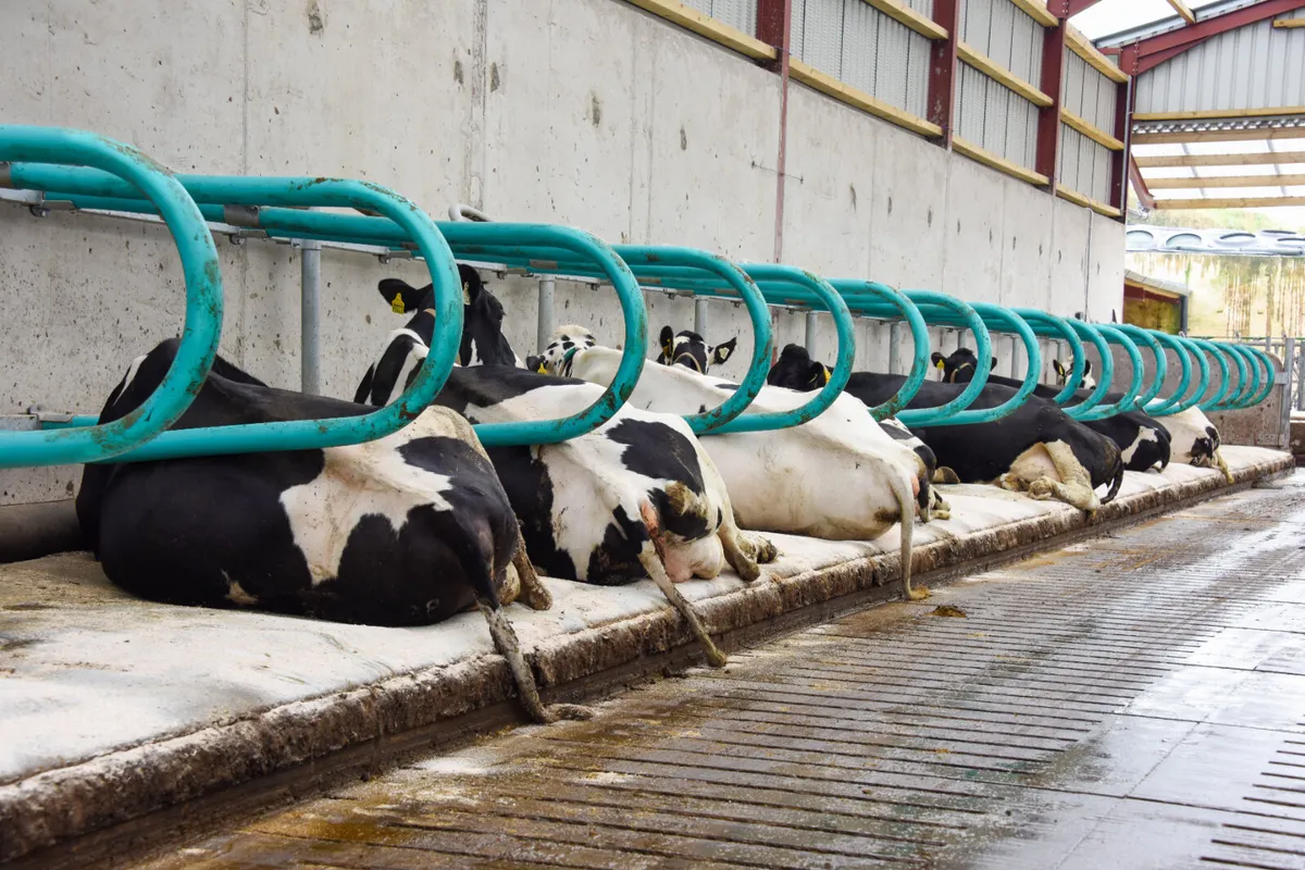 Teemore Engineering  Cow Cubicles - Image 1