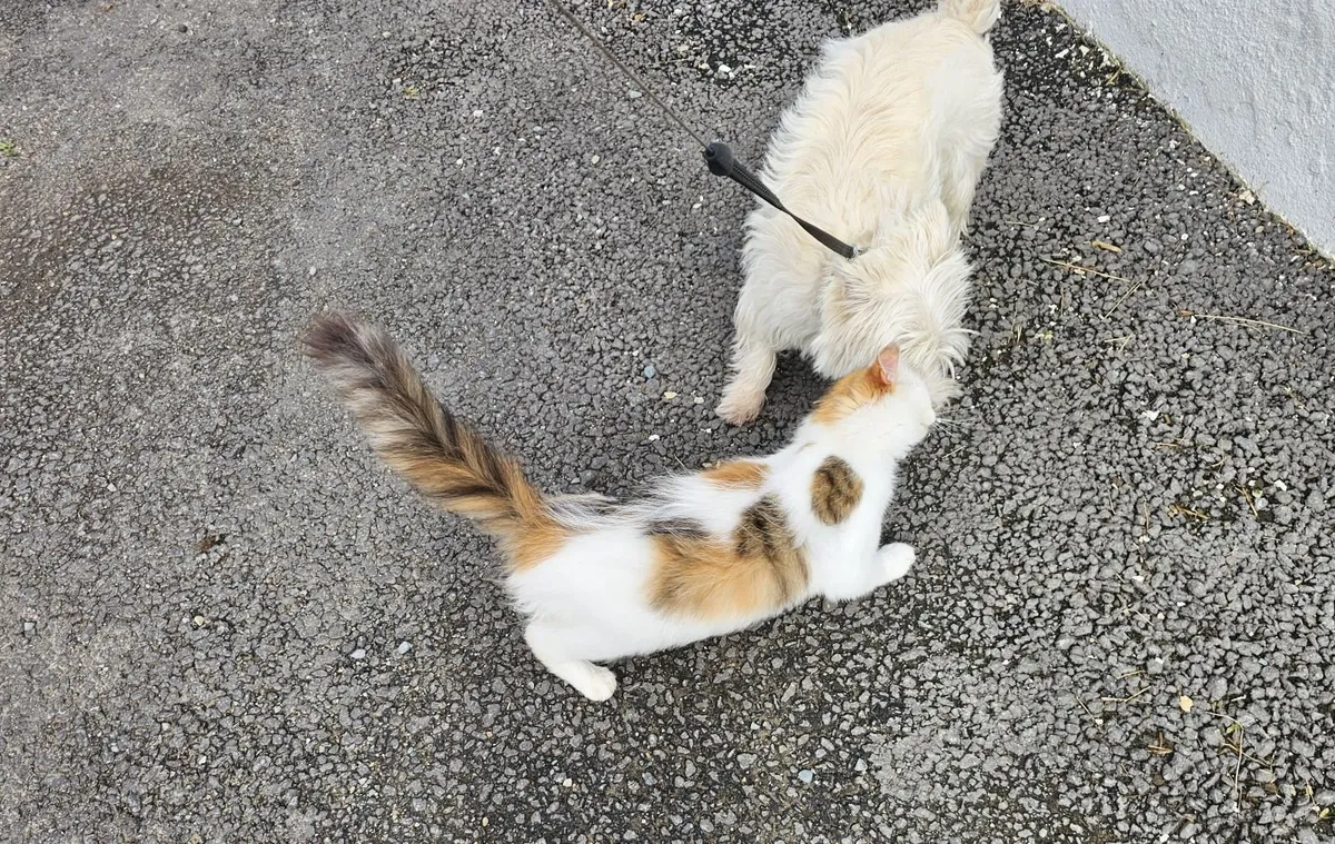 Adult cat (nutered) - Image 4