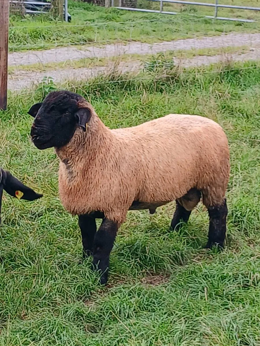 Suffolk ram lambs - Image 2
