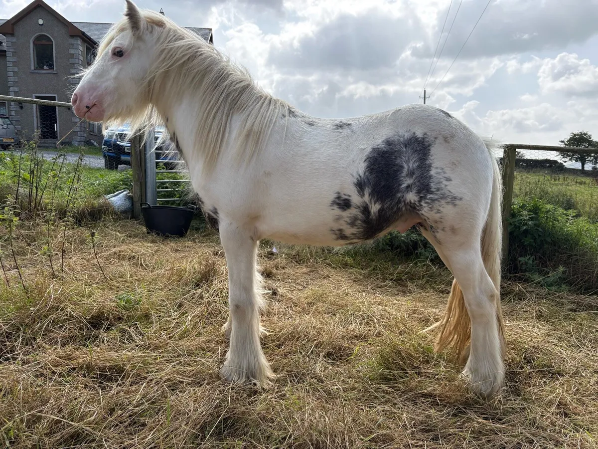 Pony - Image 2