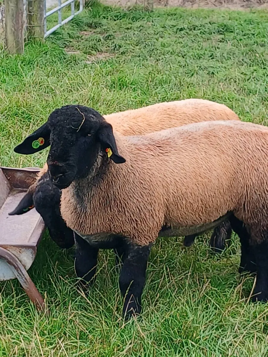 Suffolk ram lambs - Image 3