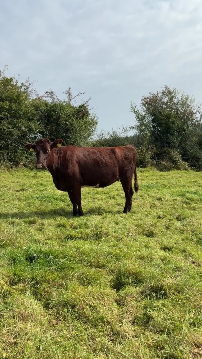 Incalf shorthorn cow - Image 1