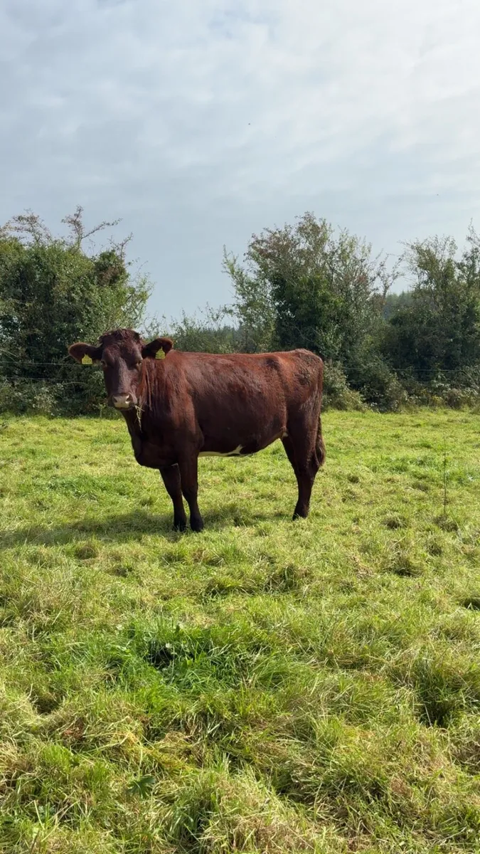 Incalf shorthorn cow - Image 2