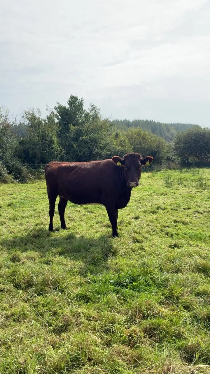 Incalf shorthorn cow - Image 3