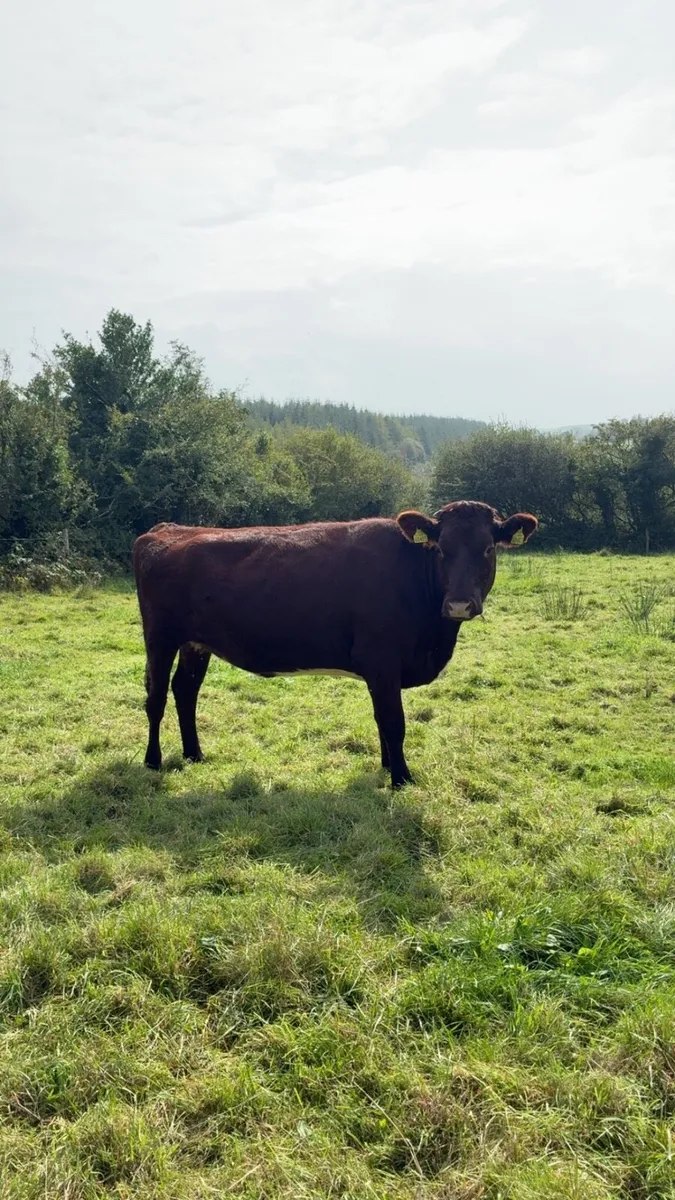 Incalf shorthorn cow - Image 4