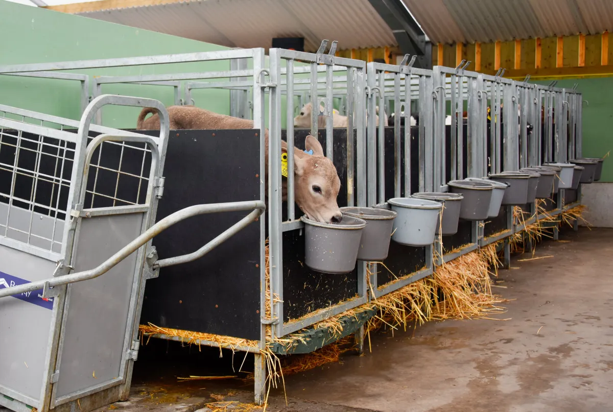 Teemore Calf Pens - Image 2