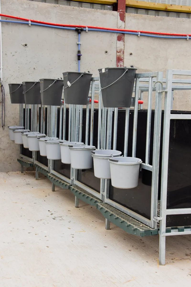 Teemore Calf Pens - Image 4