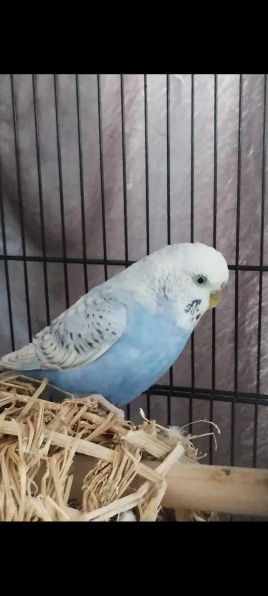 Budgie beautiful with cage /Toys stunning colours - Image 1