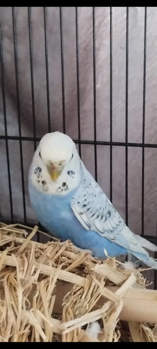 Budgie beautiful with cage /Toys stunning colours - Image 4