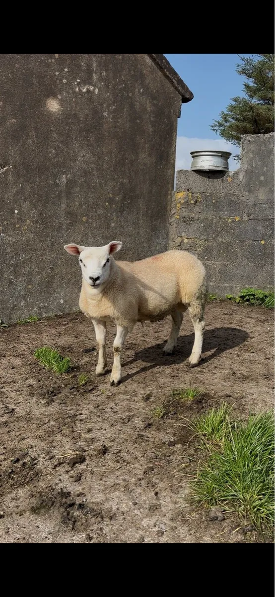 Pedigree texel ram lamb - Image 1