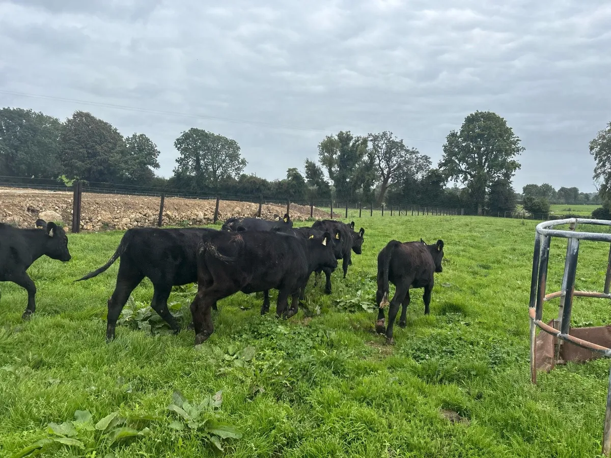 12 super Angus heifer weanlings - Image 1
