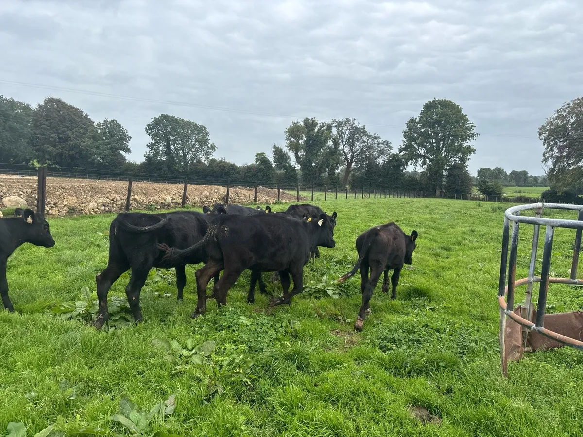 12 super Angus heifer weanlings - Image 2