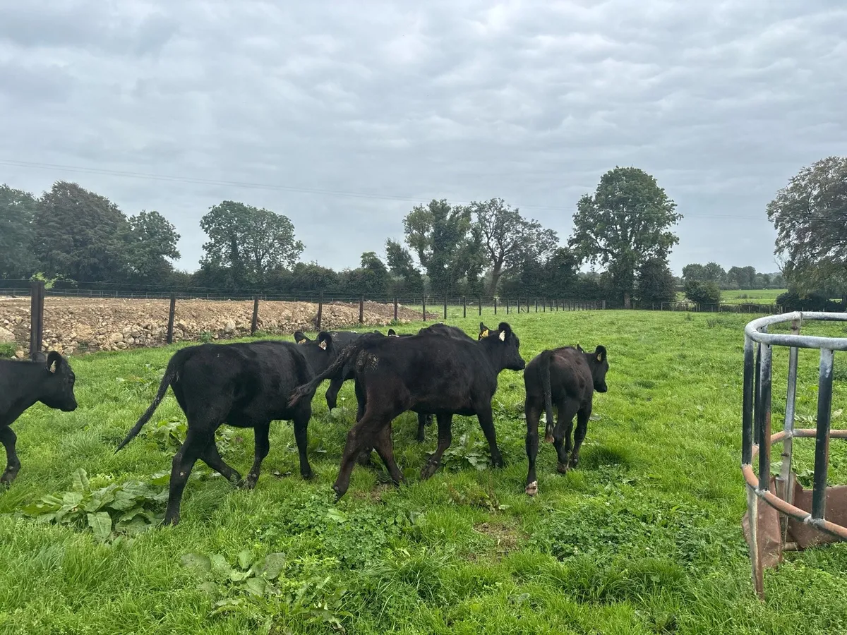 12 super Angus heifer weanlings - Image 3