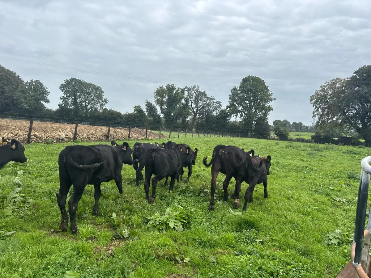 12 super Angus heifer weanlings - Image 4