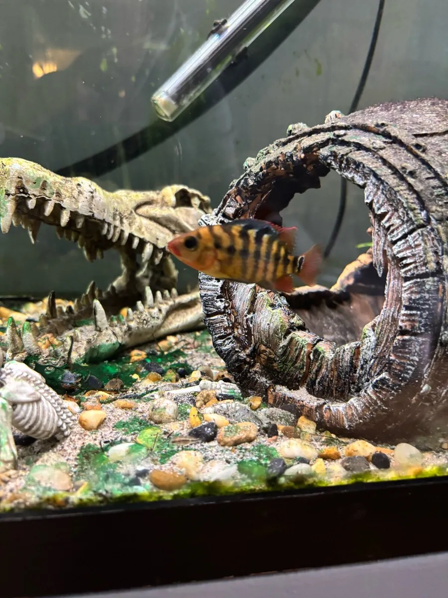Red Terror Cichlid & Aquarium ornaments - Image 1