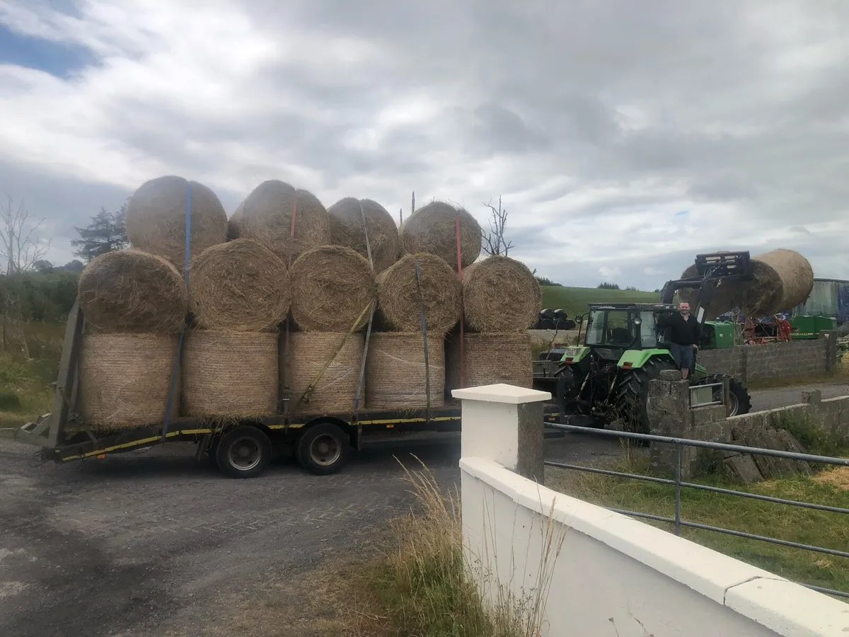 Hay - Image 2