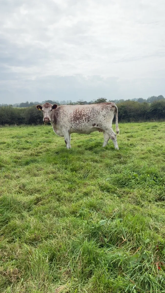 Roan incalf cow - Image 1