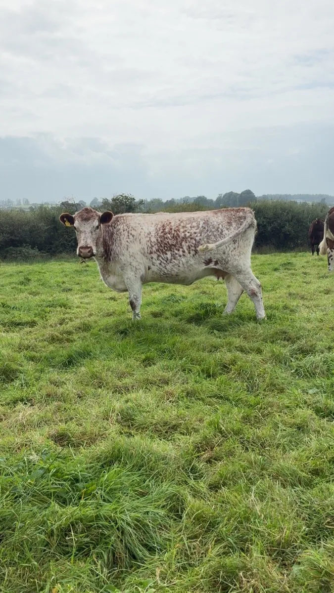 Roan incalf cow - Image 2
