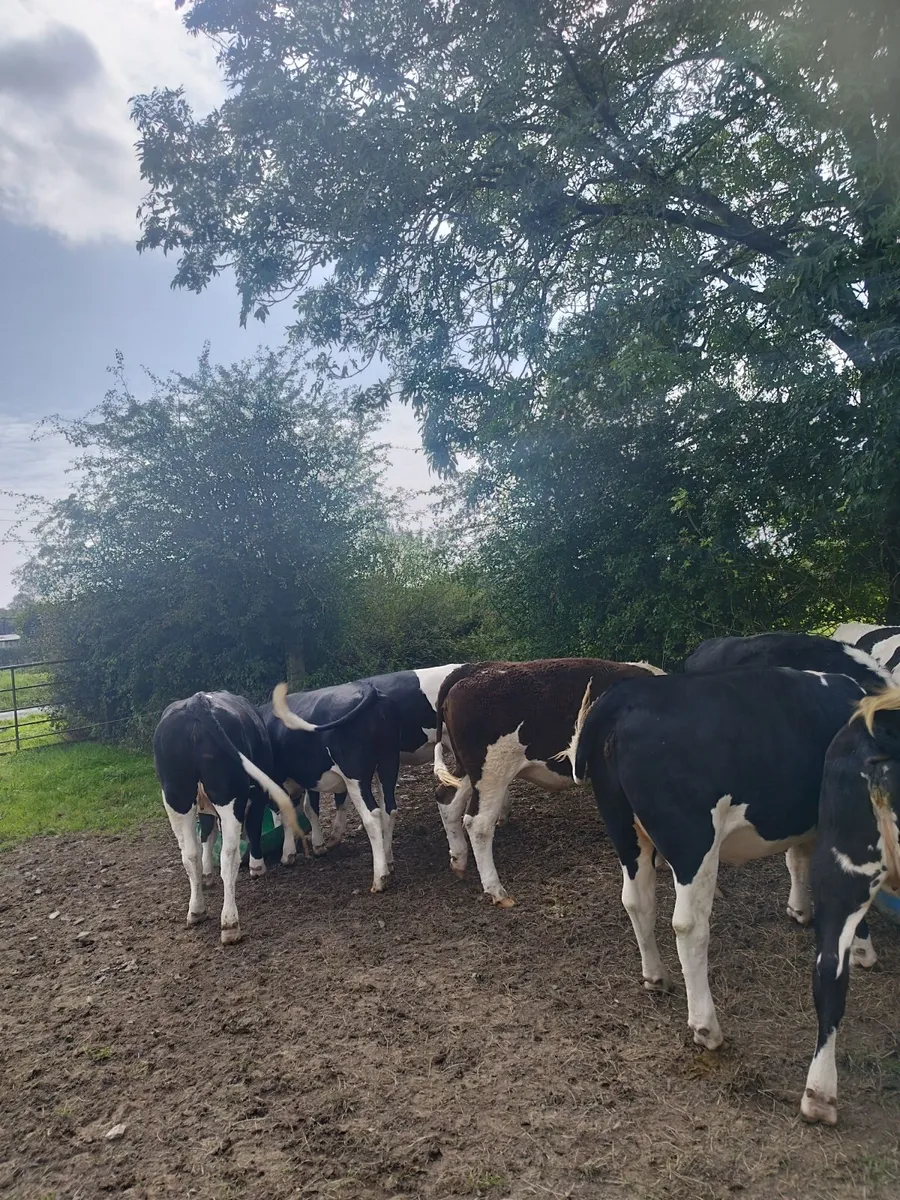 Heifers Cavan for sale - Image 1