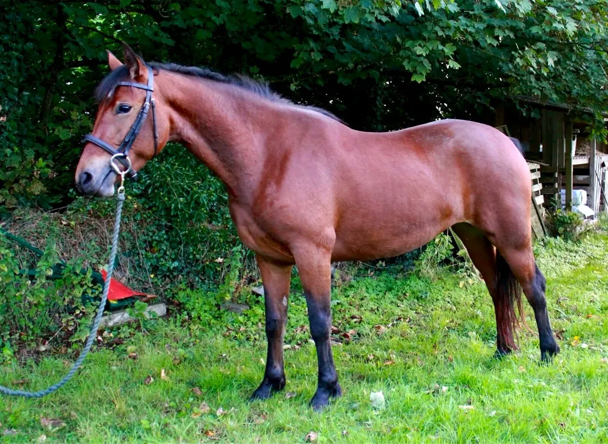 3yo Connemara Filly - Image 1