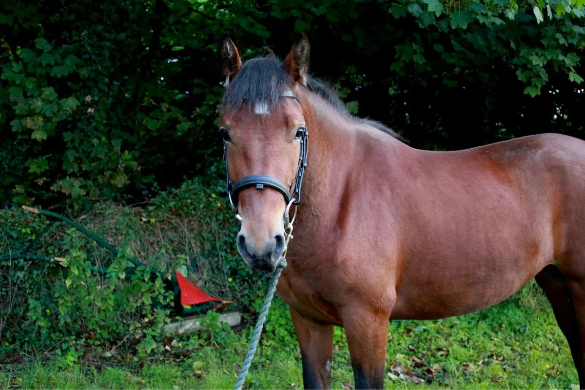 3yo Connemara Filly - Image 2