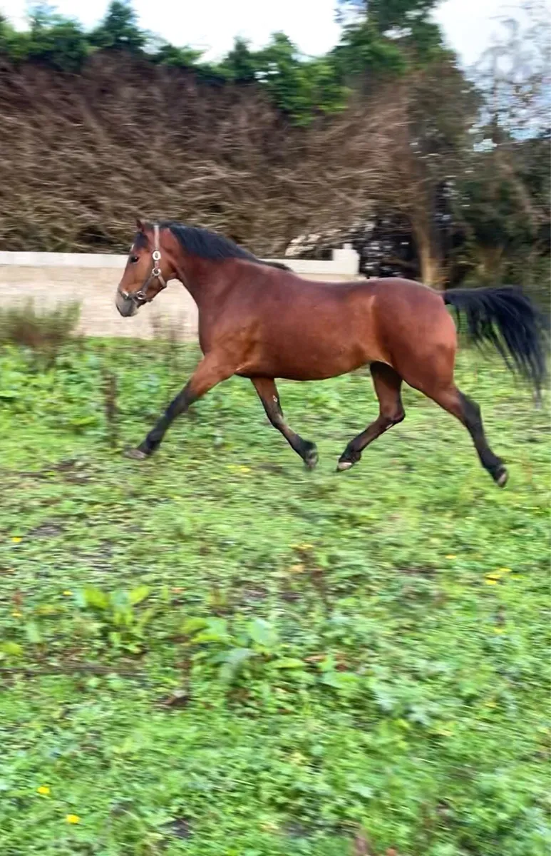 3yo Connemara Filly - Image 4