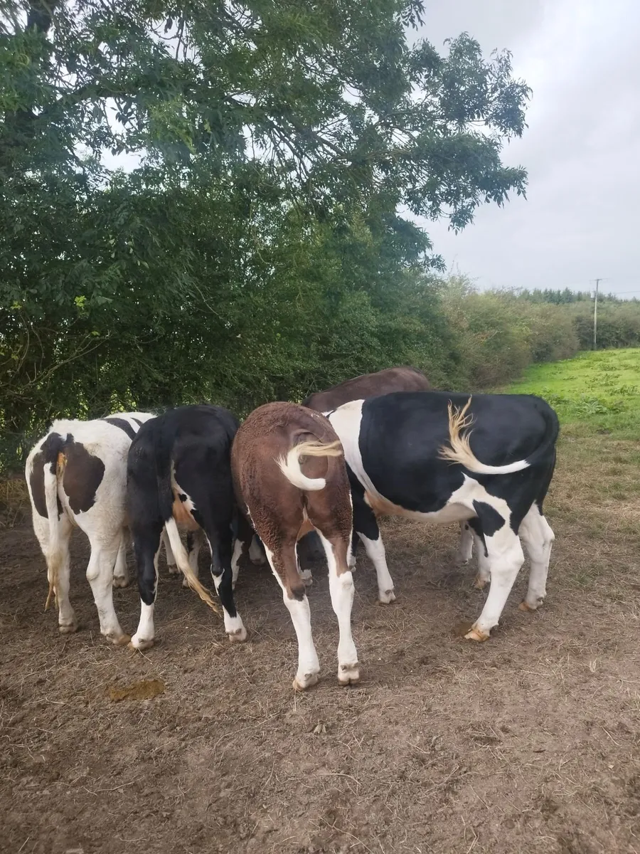 Heifers Cavan for sale - Image 2