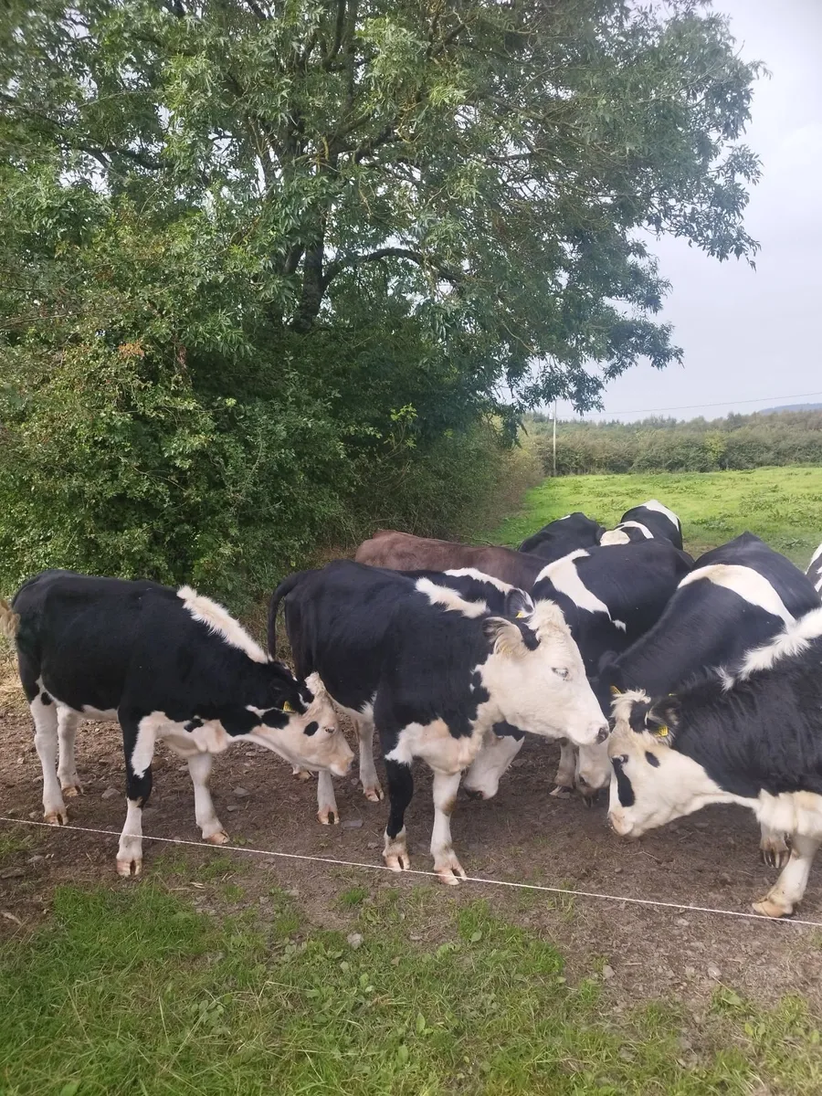 Heifers Cavan for sale - Image 3