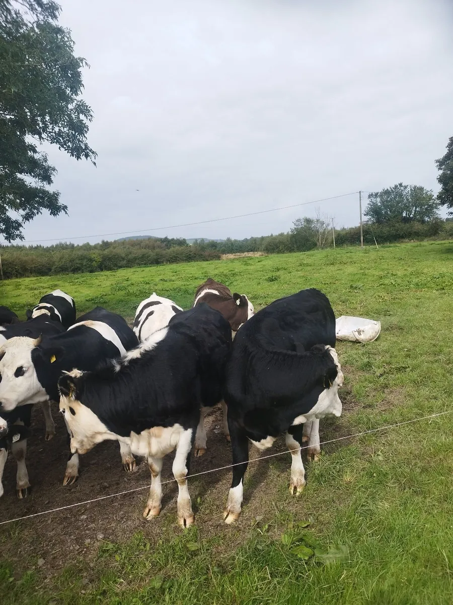 Heifers Cavan for sale - Image 4