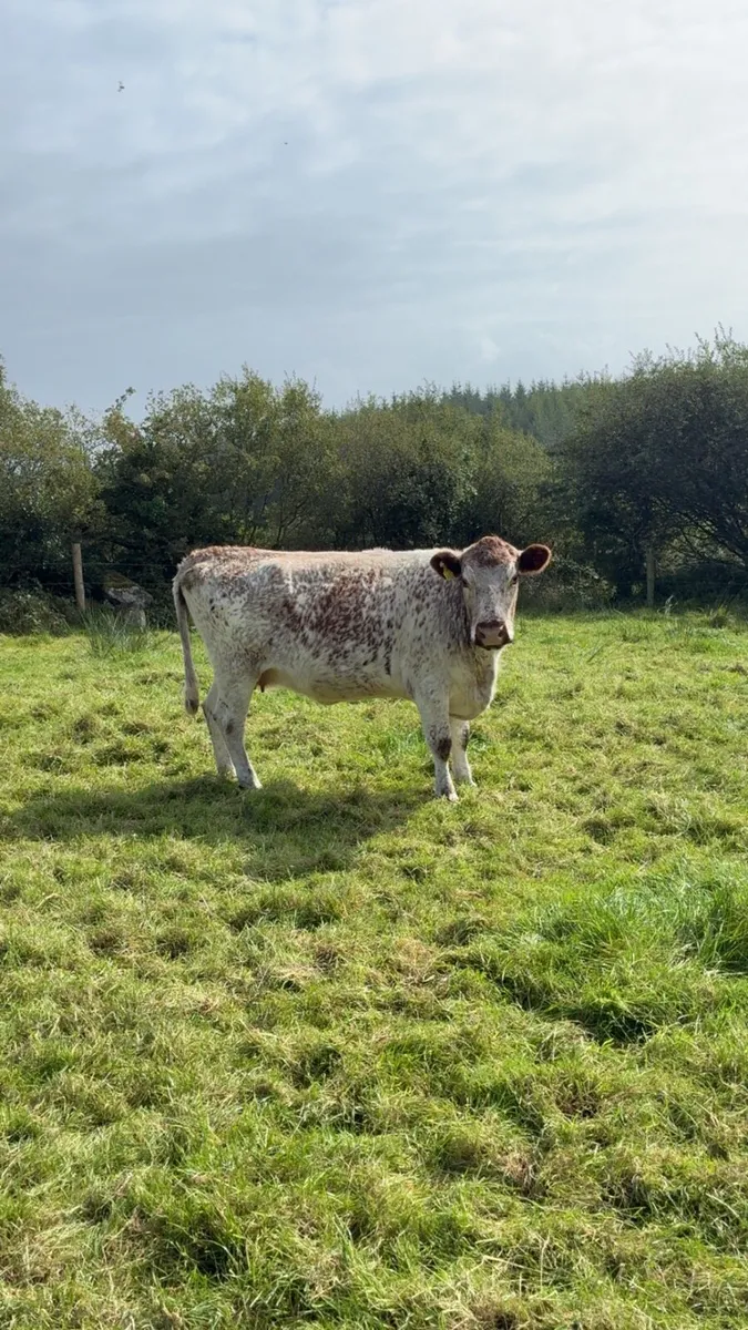 Roan incalf cow - Image 3