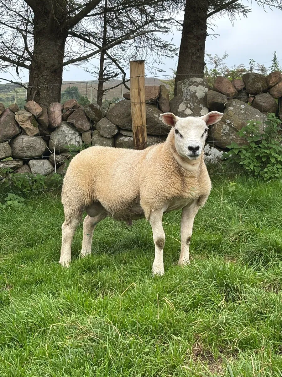 Pedigree texel ram lamb - Image 2