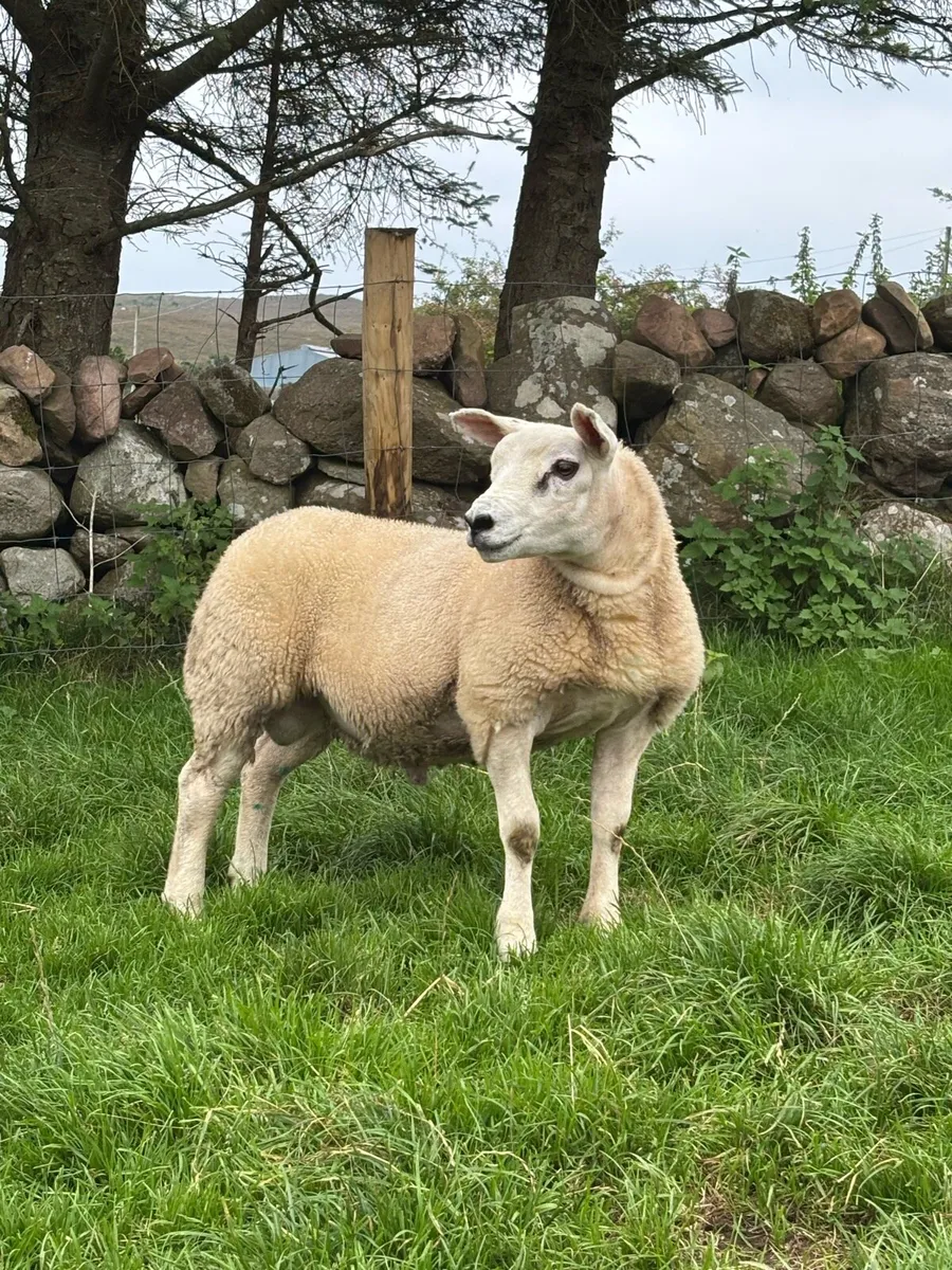 Pedigree texel ram lamb - Image 3