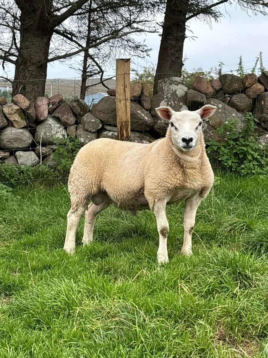 Pedigree texel ram lamb - Image 4